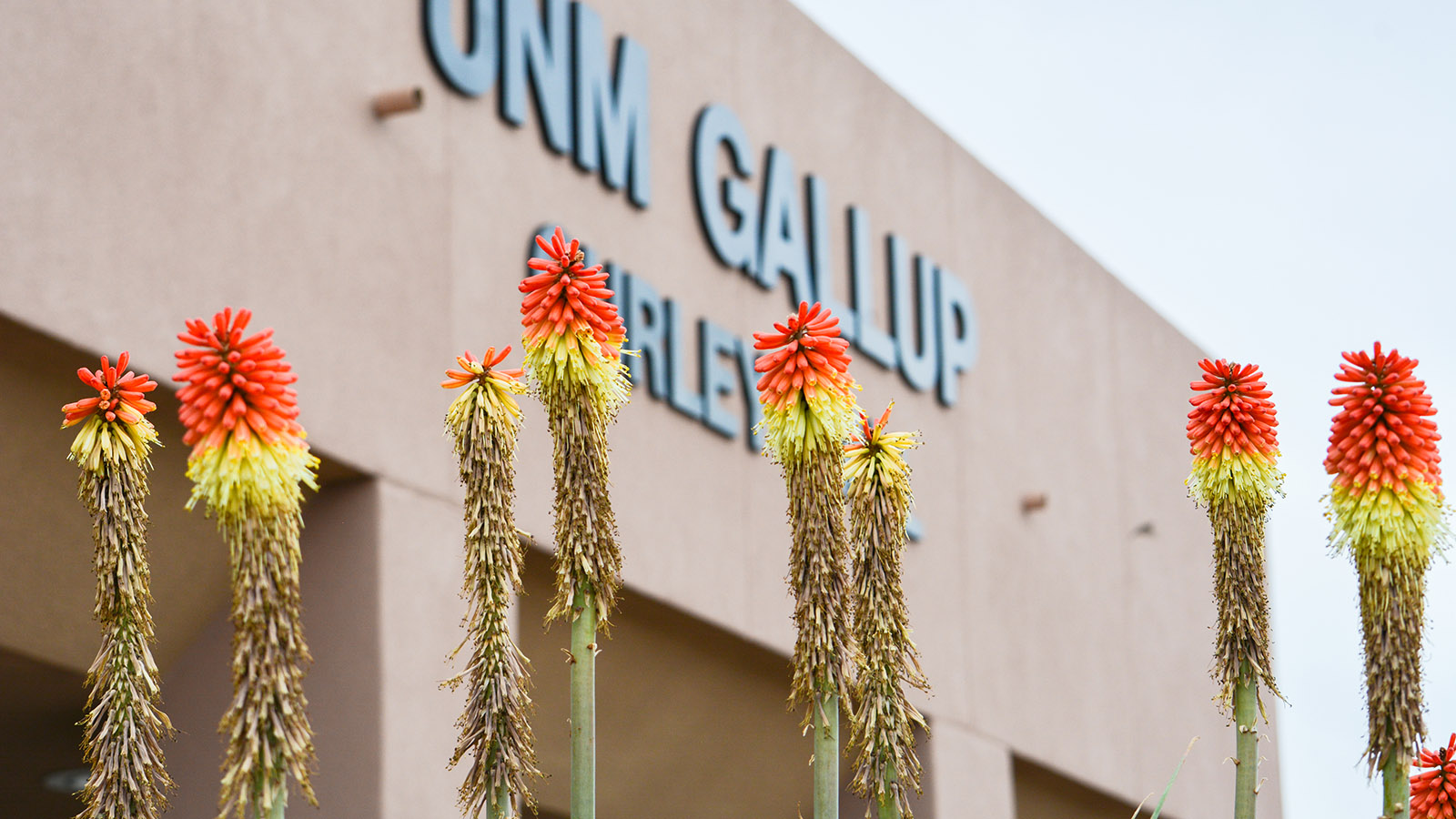 Plants in front of the UNM-Gallup Gurley Hall building